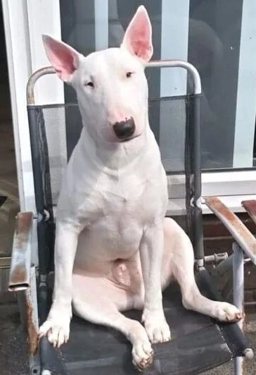 bull terrier gumtree